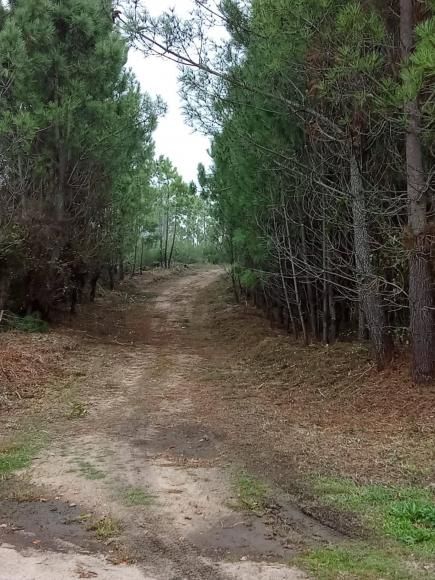 Limpeza e Manuten&ccedil;&atilde;o do Estrad&atilde;o - Vila Boa/ Bazanca/ Alderiz