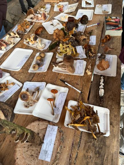 III Jornadas Micol&oacute;gicas de Mon&ccedil;&atilde;o 